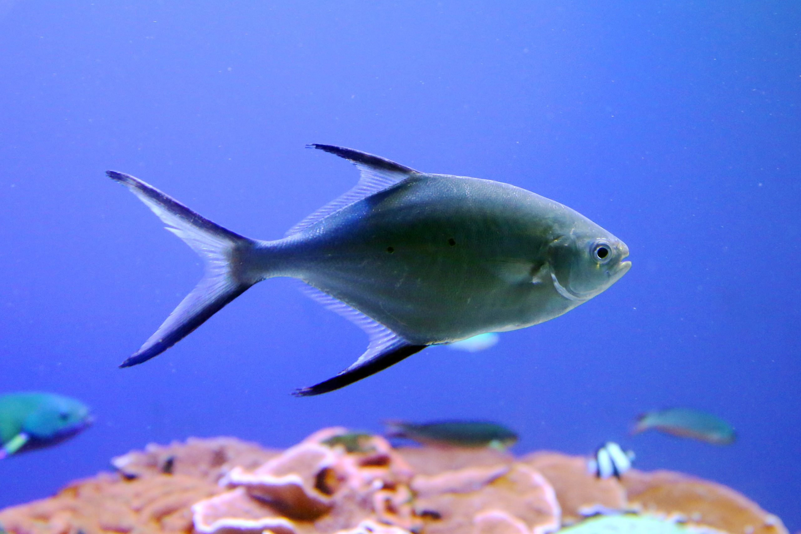 コバンアジ - 生きもの図鑑 鳥羽水族館